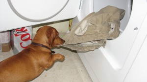 Dogs doing laundry