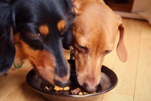 Dogs Eating