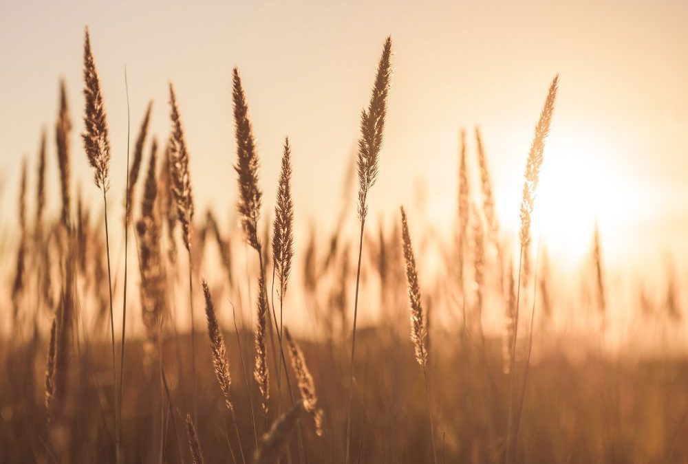 Gratitude in Grief and Trauma: How to Anchor Your Heart